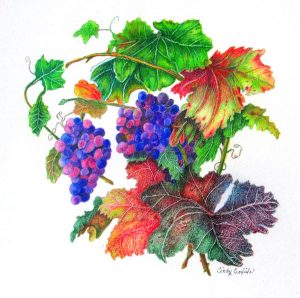 grapes and leaves rendered in colored pencil