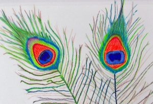 2 peacock feathers rendered in colored pencil