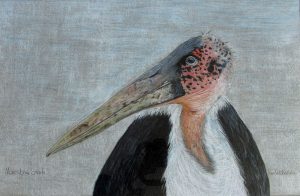 stork rendered in colored pencil