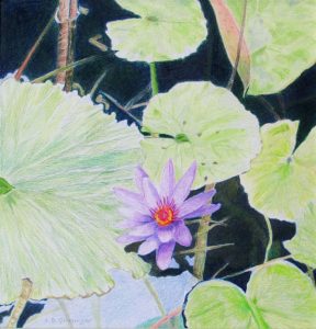 waterlilies rendered in colored pencil