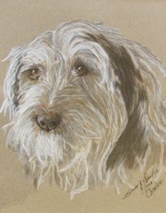 shaggy dog rendered in colored pencil