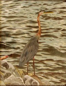 great blue heron at waterside rendered in colored pencil