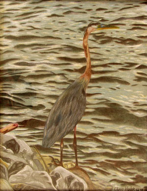 Great Blue Heron by Claye Hodge