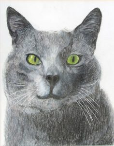 grey cat named houdini rendered in colored pencil