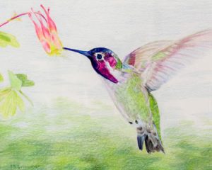 feeding hummingbird rendered in colored pencil