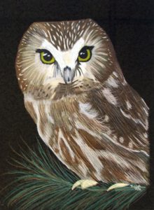 brown spotted owl rendered in colored pencil