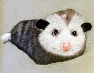 possum rendered in colored pencil