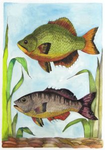 2 swimming fish rendered in colored pencil